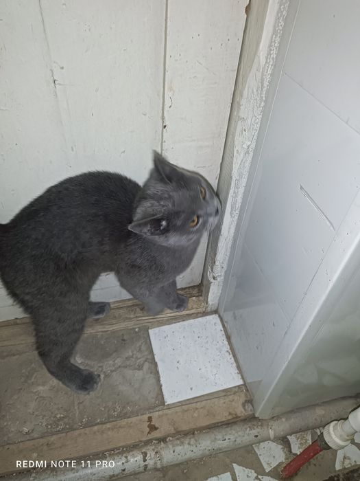 Grey(kot) mushuk erkak