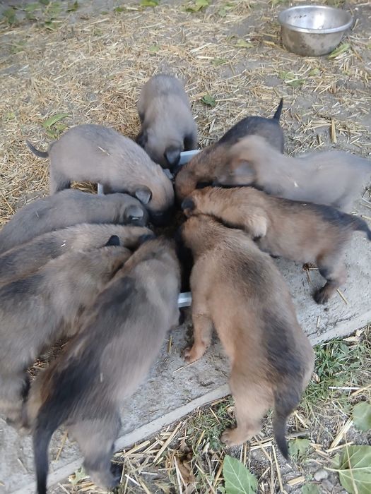 Căței Ciobănesc Belgian Malinois – disponibili!