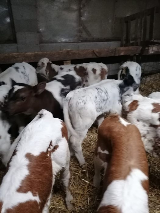 Vând viței și vitele sugari