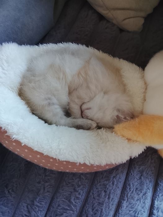 Отдам котёнка девочку.