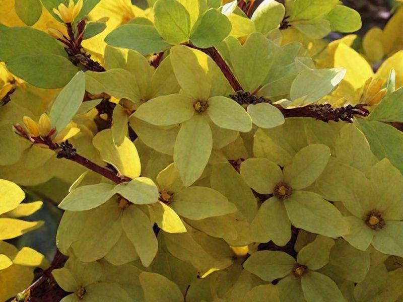 Форзиция пестролистный саженец