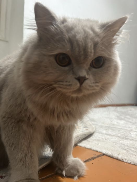 Продам кота пол мужской