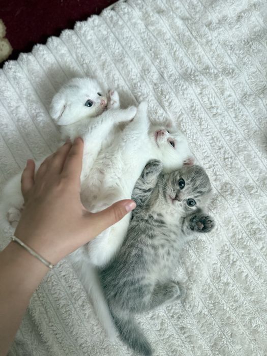 продается котята