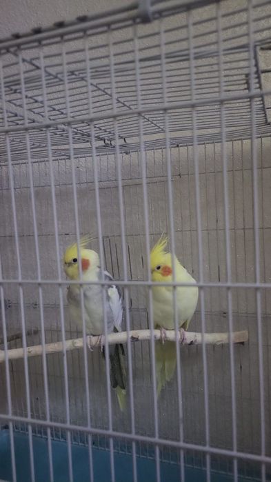 Попугай карелла 2шт