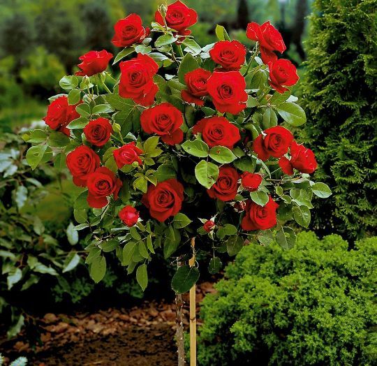 Trandafiri Pomișor la Ghiveci