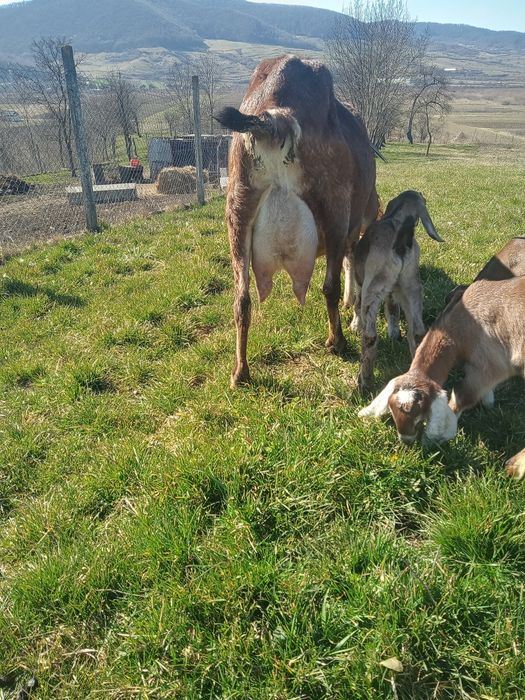 Vând Tapisori Anglo Nubian