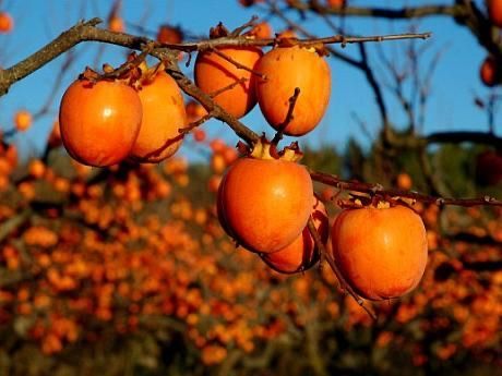 Pomi de Kaki soiul rosseyanka