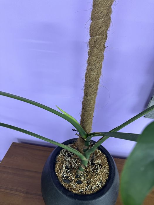 Монстера ухоженная