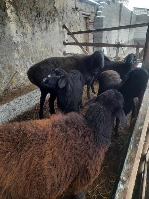 Куйлар кучкор бугоз совлик