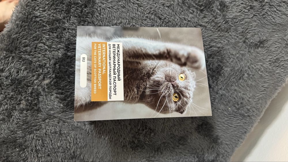 Породаси бошка мушукга абмен киламан сотиб олмокши босангиз сотлади