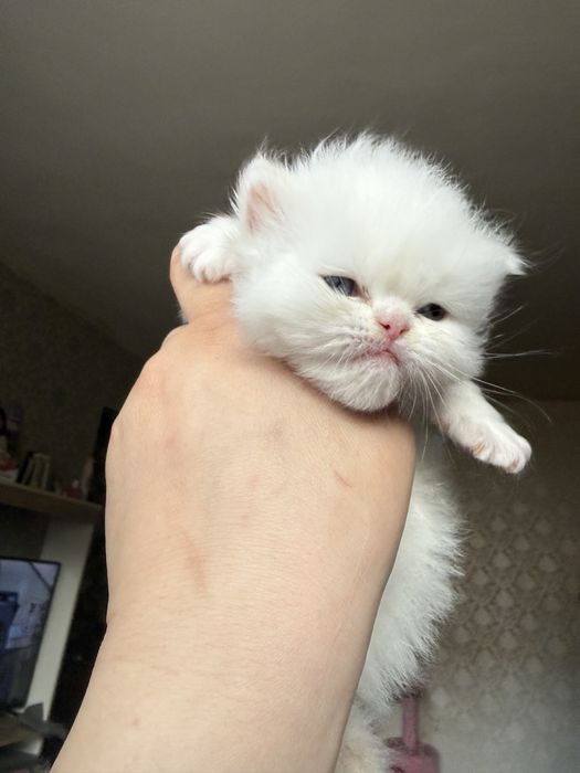 Baietel persan 6 saptamani