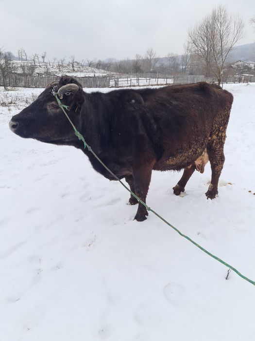 Vand vaca pentru abator