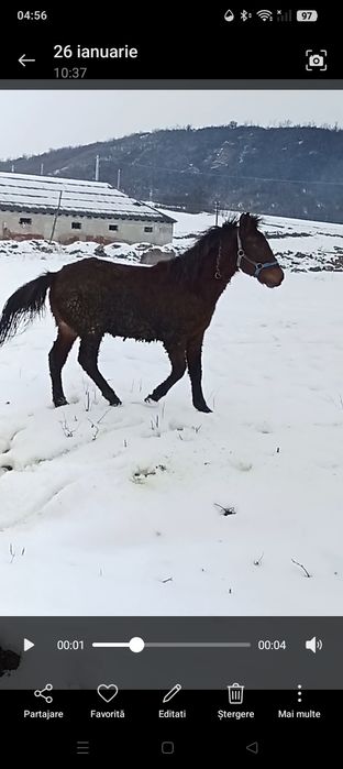Vand mânz de 10 luni