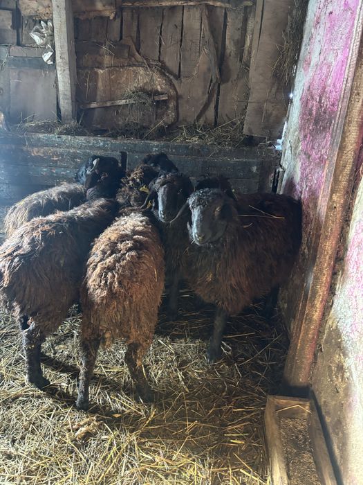 Продам кошкарчиков