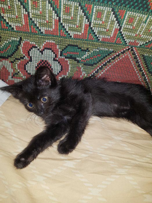 Котенок ишет дом
