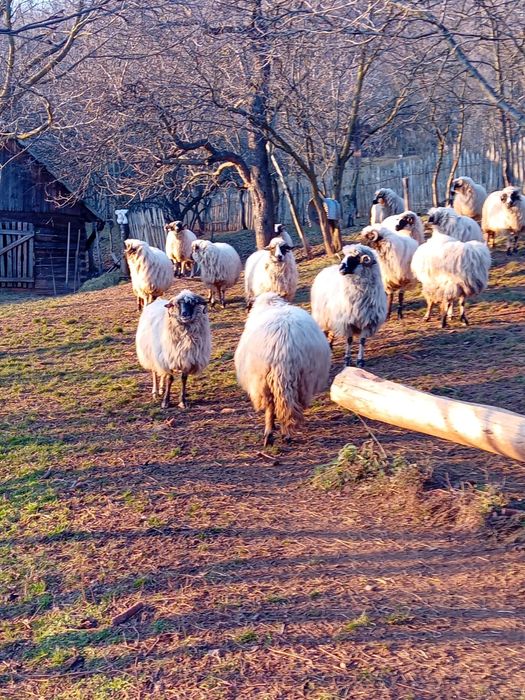 Vînd oi și berbeci