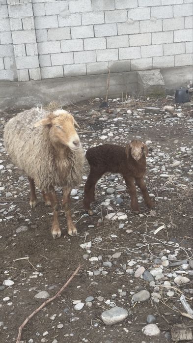 Козылы кой сатылады