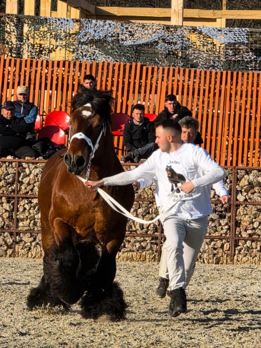 Armasar  ardennais multi champion pentru monta