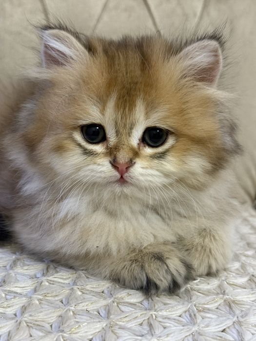 Британский скотш страйт