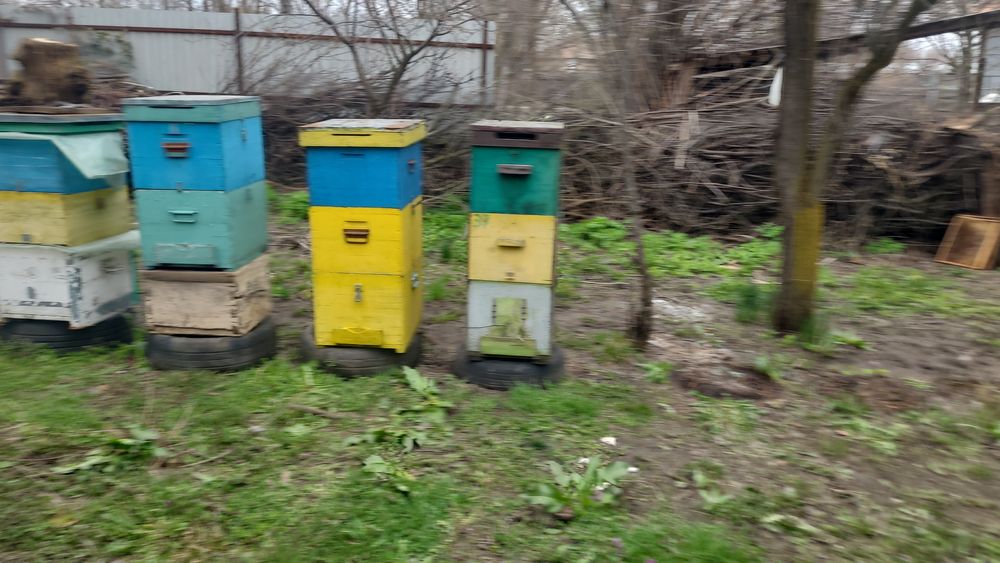 Vand rame stupi cu miere in ele si cutii de stupi pe 9 si 10 rame