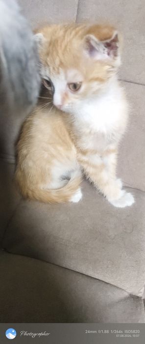 Вислоушка девочка котенок