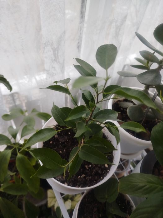 Гүлдер сатылымда,