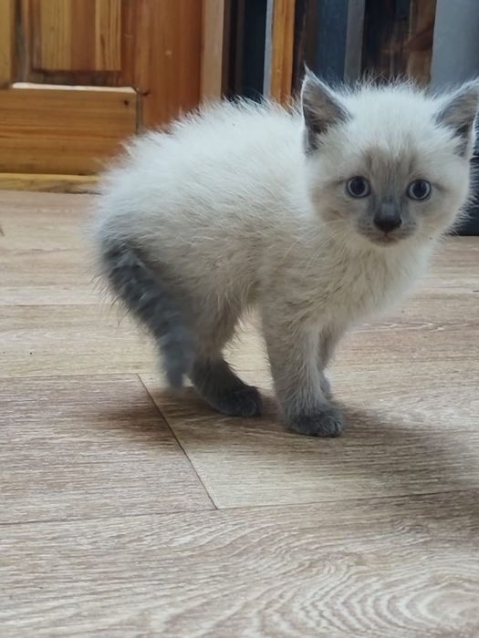 отдам котят в добрые руки