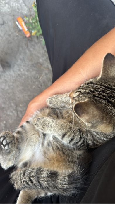 Котенок в хорошие руки