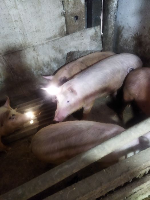 Продаются поросята разного возраста все вопросы по телефону