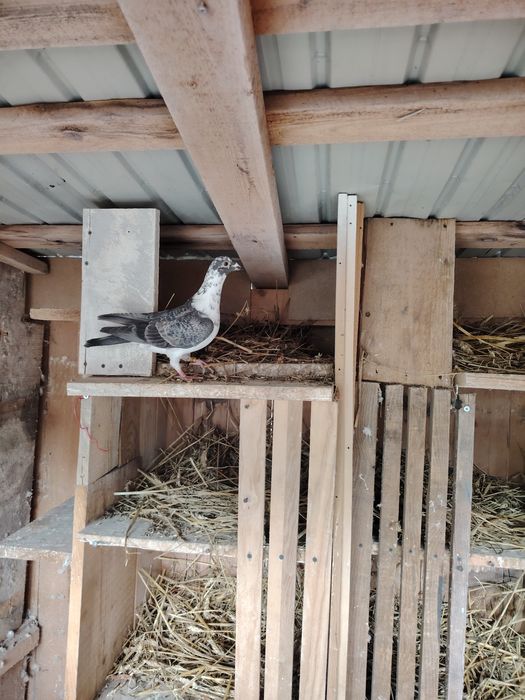 Porumbei  culori rare