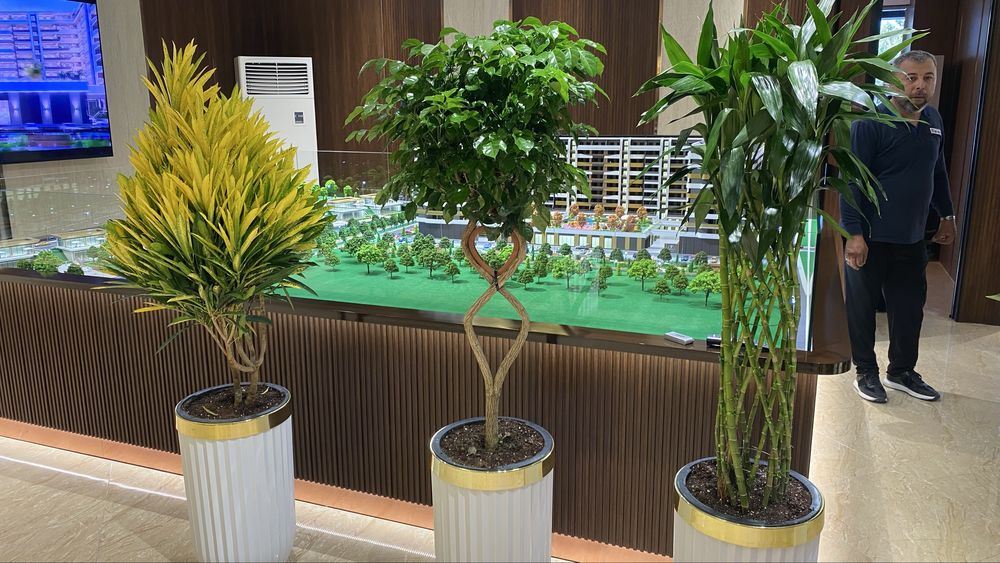 Цветы - Офисы, Гостиницы, Клиники, Дома! Гуллар офис ва хонадон учцн!