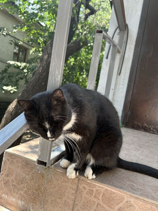 Отдаю шикарного кота
