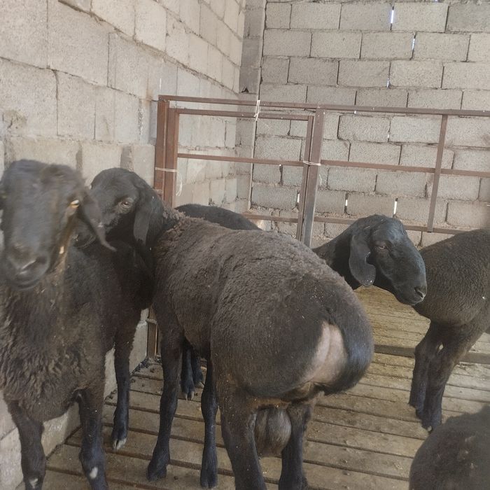 Семіз қошқар сатылады