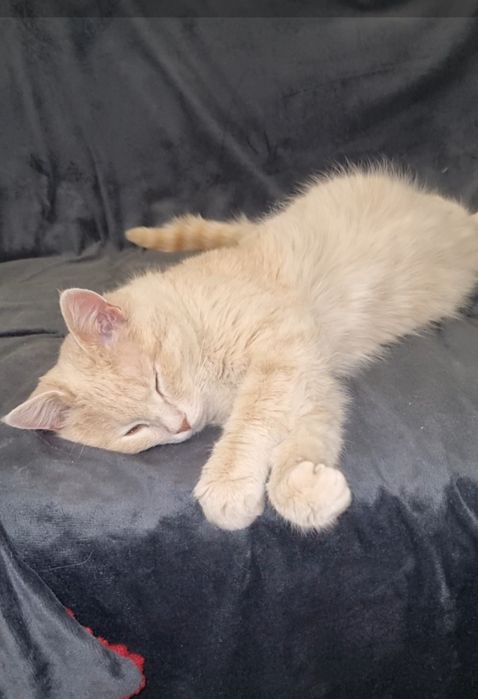 Персик ищет мампап. Доставлю!