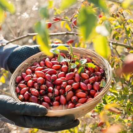 Дачный Шиповник (сушенный)