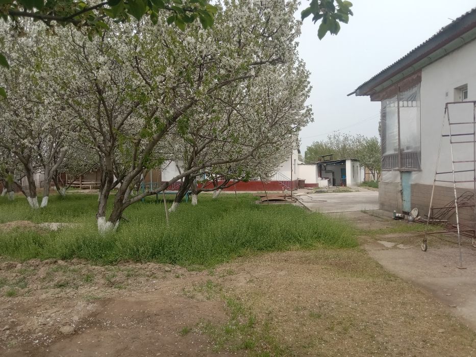 Срочна сотилади котта ховли