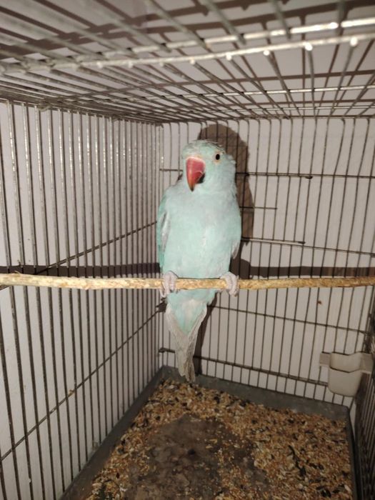 Papagal Micul Alexandru