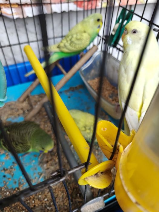 Папагали Валнисти различни цветове кротки.