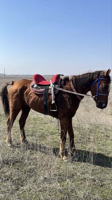 Ат жылқы құан айғыр