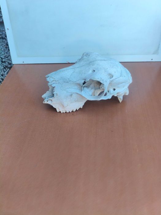 Череп, черепи за декорация