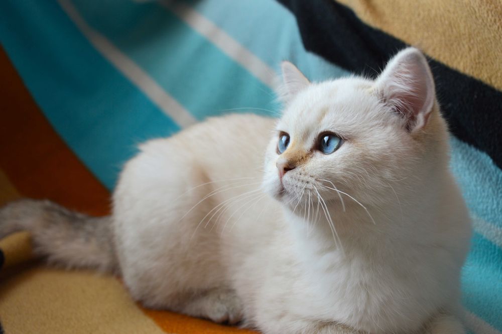 Сребърна чинчила британска късокосместа