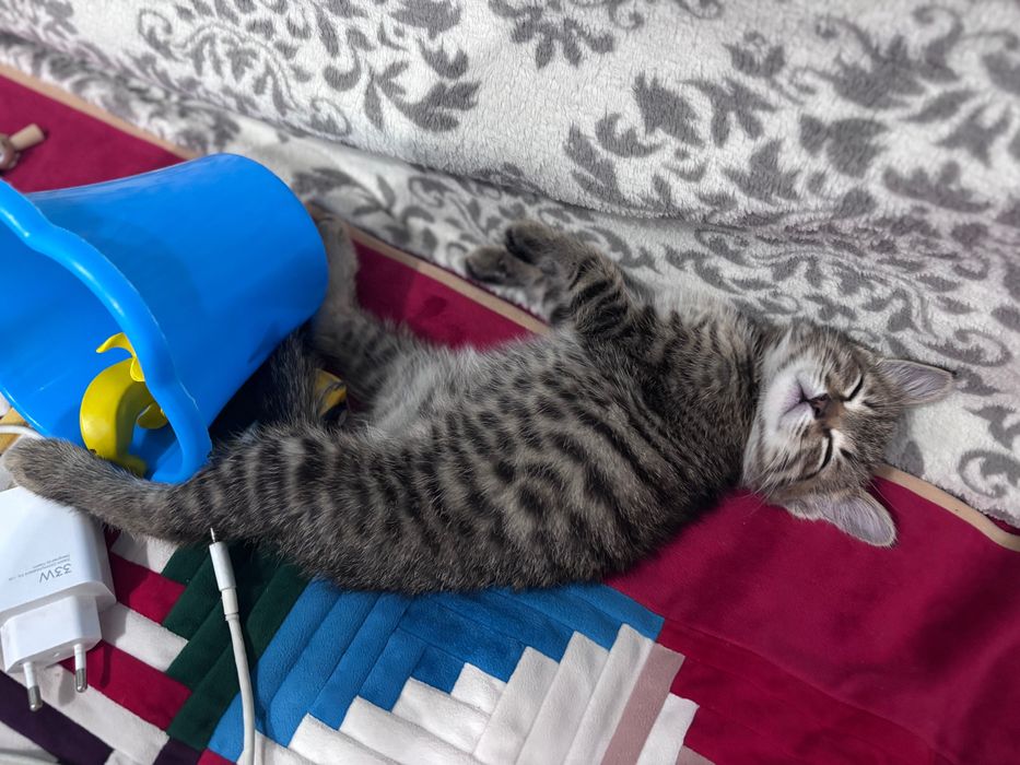 Котенок 4 месяца
