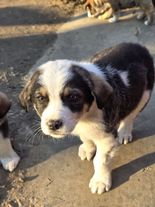 Catei pentru adoptie