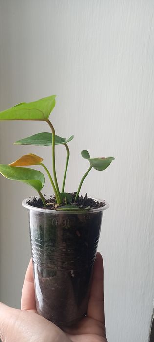 Продам антуриум шоколадный