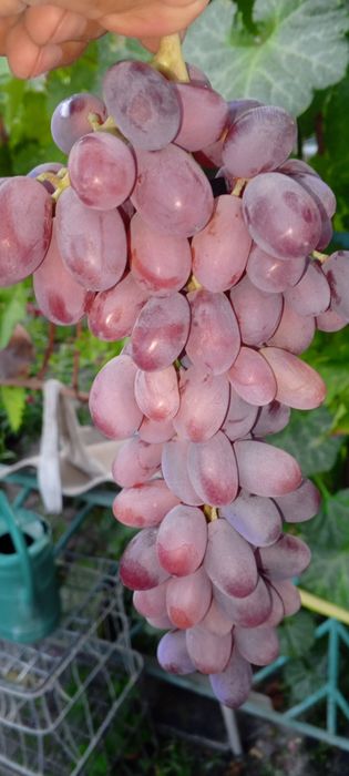 Виноград сладкмй домашний