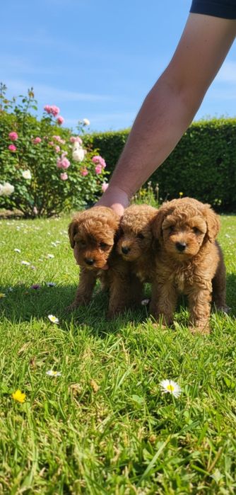 Продавам .Той-Мини пудел