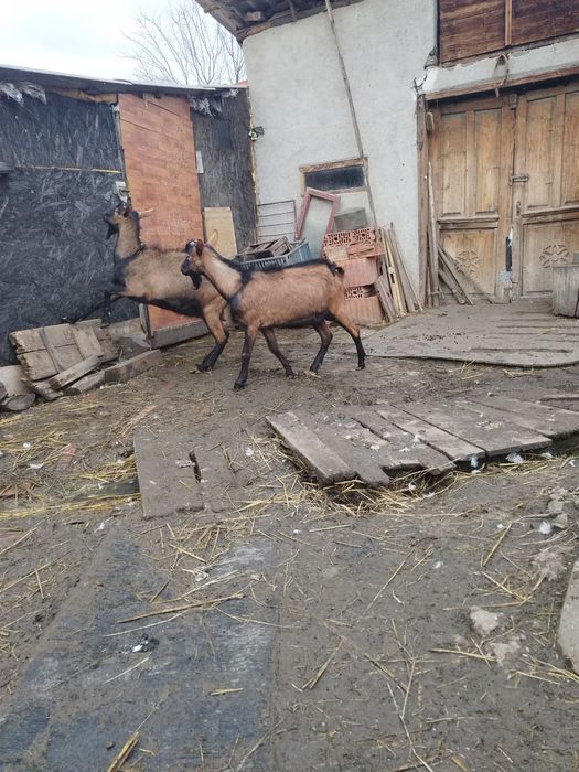 Iezi alpini rasa pura