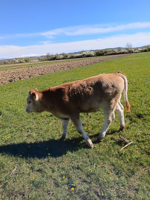 De vinzare mai multe detali la nr 0784989415