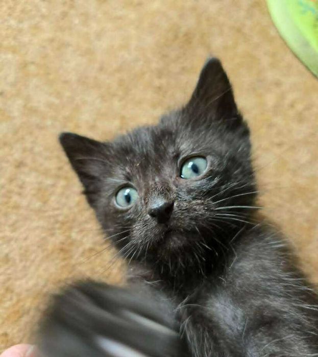 коте бебе търси дом
