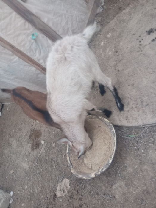 Сельхоз животных